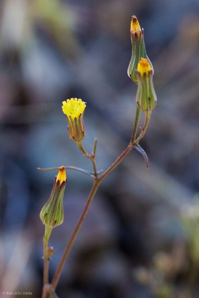 Malacothrix clevelandii, photographed by Ken-ichi Ueda