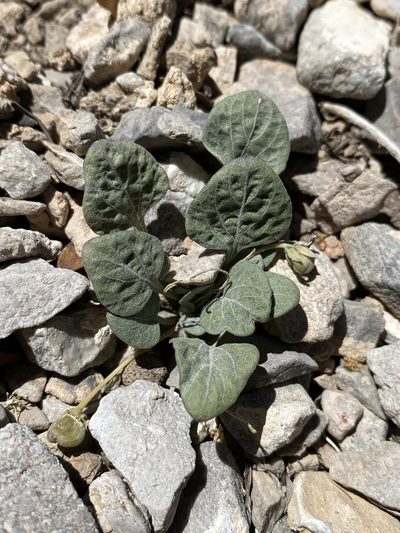 Viola charlestonensis, photographed by Matt Berger