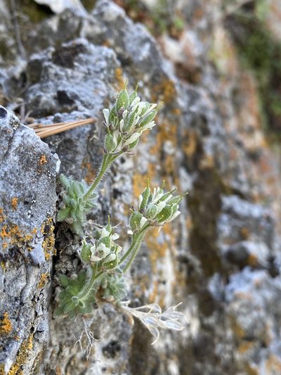 Draba jaegeri, photographed by Matt Berger