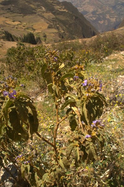 Solanum glutinosum, photographed by Antonio W. Salas