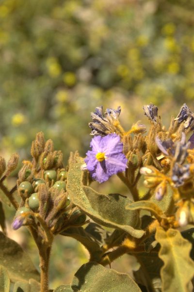 Solanum glutinosum, photographed by Antonio W. Salas
