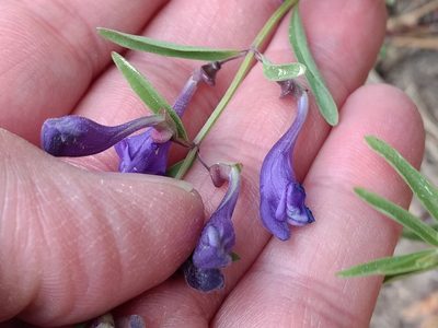 Scutellaria siphocampyloides, photographed by Michele Jones