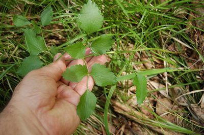 Ostericum palustre, photographed by Alexander Dubynin