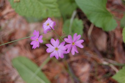 Primula cortusoides, photographed by Alexander Dubynin