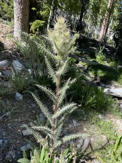 Cirsium clokeyi, photographed by Matt Berger