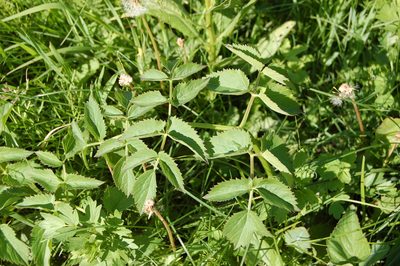 Ostericum palustre, photographed by Alexander Dubynin