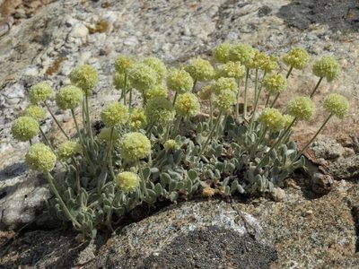 Eriogonum kingii, photographed by Jim Morefield