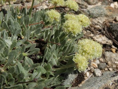 Eriogonum kingii, photographed by Jim Morefield