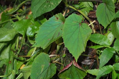Begonia grandis, photographed by harum.koh