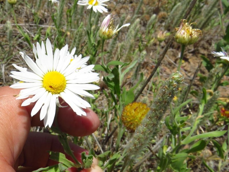 Aphanostephus skirrhobasis, photographed by Annika Lindqvist