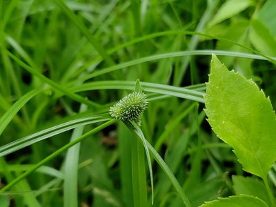Cyperus hortensis, photographed by Tyler Bishop