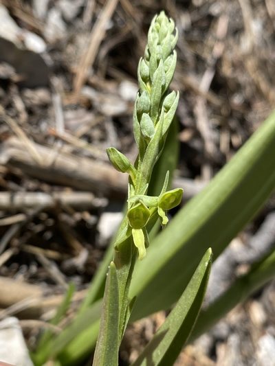 Platanthera tescamnis, photographed by Matt Berger