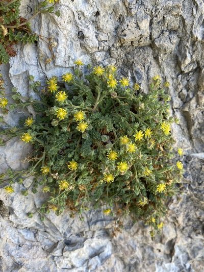 Potentilla jaegeri, photographed by Matt Berger
