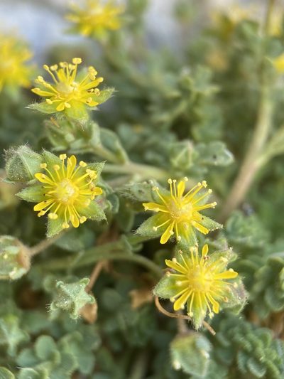 Potentilla jaegeri, photographed by Matt Berger