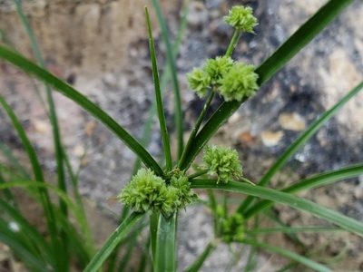 Cyperus entrerianus, photographed by Tyler Bishop