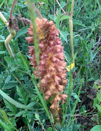 Orobanche elatior, photographed by Jerry Lanfear