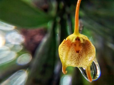 Masdevallia floribunda, photographed by Victor De la Cruz