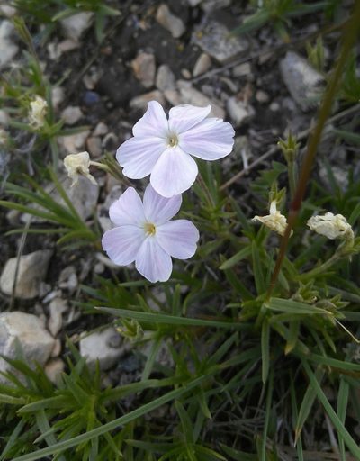 Phlox sibirica, photographed by Юлия