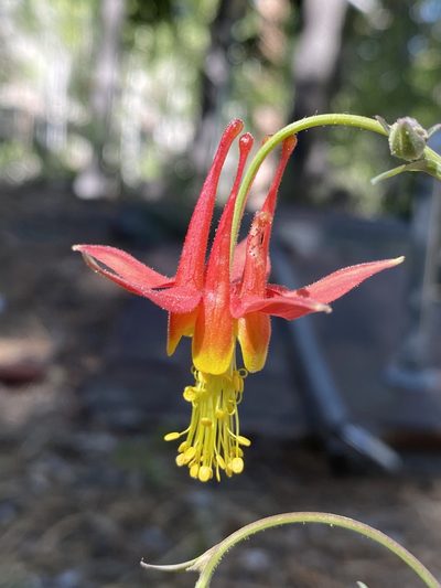 Aquilegia shockleyi, photographed by Matt Berger