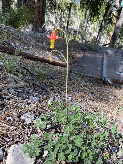Aquilegia shockleyi, photographed by Matt Berger