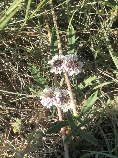 Phyla cuneifolia, photographed by Jared Shorma