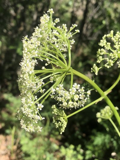 Ligusticum porteri, photographed by Jared Shorma