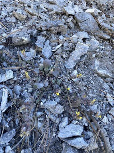 Physaria hitchcockii, photographed by Matt Berger
