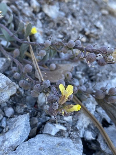 Physaria hitchcockii, photographed by Matt Berger