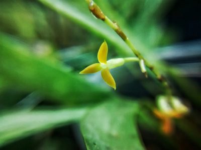 Stelis emarginata, photographed by Victor De la Cruz