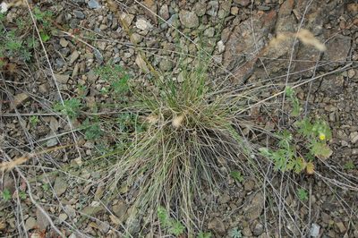 Helictotrichon desertorum, photographed by Alexander Dubynin