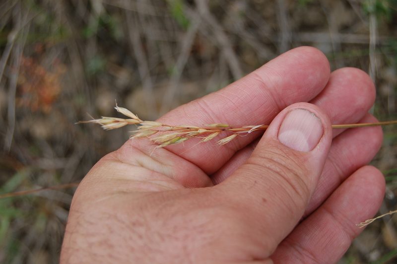 Helictotrichon desertorum, photographed by Alexander Dubynin