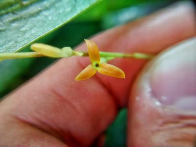 Stelis emarginata, photographed by Victor De la Cruz