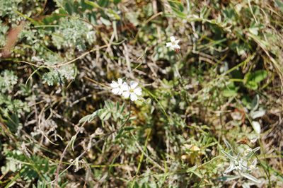 Silene samojedorum, photographed by Alexander Dubynin