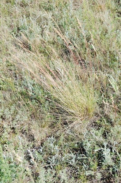 Helictotrichon desertorum, photographed by Alexander Dubynin