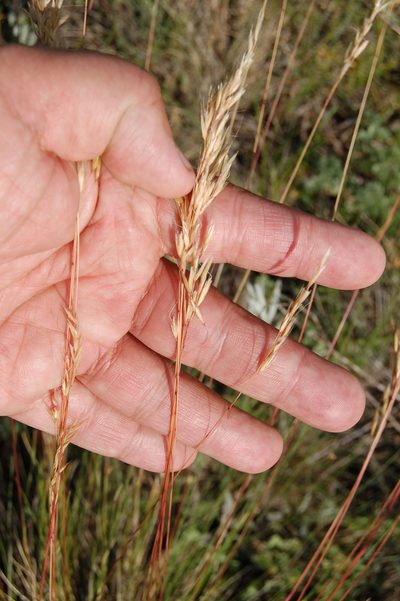 Helictotrichon desertorum, photographed by Alexander Dubynin