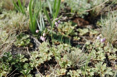 Allium vodopjanovae, photographed by Alexander Dubynin