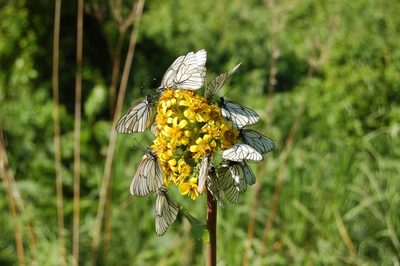 Ligularia glauca, photographed by Alexander Dubynin