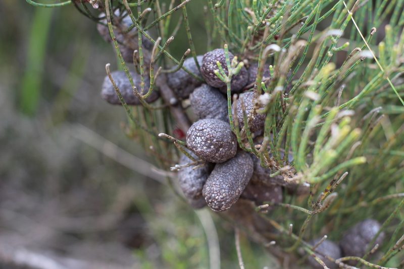 Allocasuarina humilis, photographed by Em Lamond