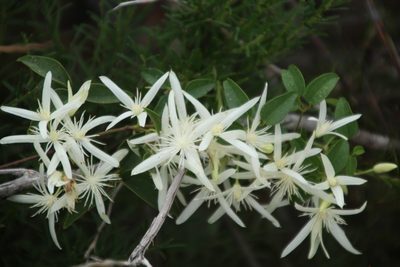 Clematis pubescens, photographed by Em Lamond