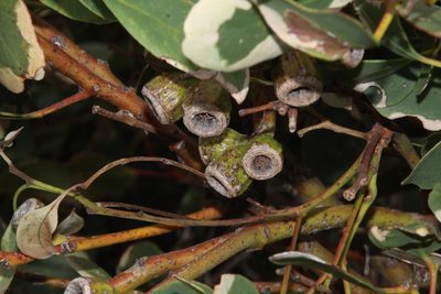 Eucalyptus angulosa, photographed by Em Lamond