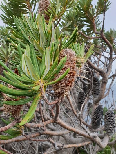 Banksia verticillata, photographed by Em Lamond