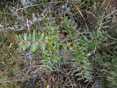 Coriaria pteridoides, photographed by Leon Perrie