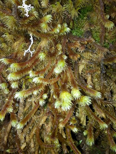 Breutelia elongata, photographed by Leon Perrie
