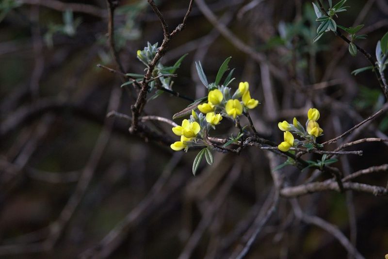 Piptanthus nepalensis, photographed by Ramnarayan K