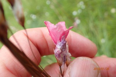 Dierama robustum, photographed by Peter Warren