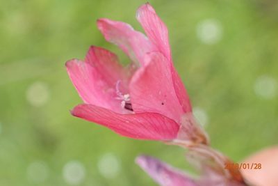 Dierama robustum, photographed by Peter Warren