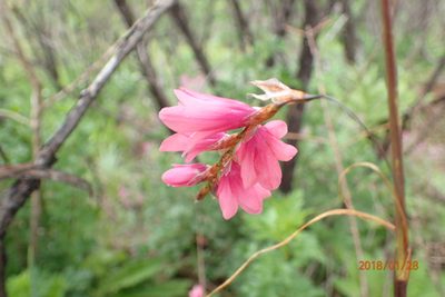 Dierama robustum, photographed by Peter Warren