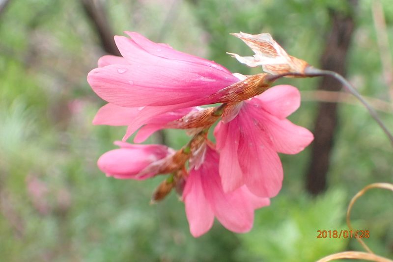 Dierama robustum, photographed by Peter Warren