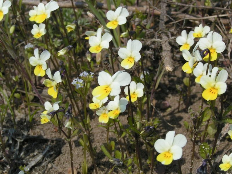 Viola hymettia, photographed by Yehor Yatsiuk