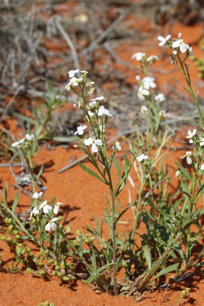 Blennodia canescens, photographed by Richard Fuller